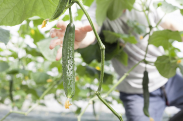 Нижегородцы начали выращивать огурцы по технологии светокультуры